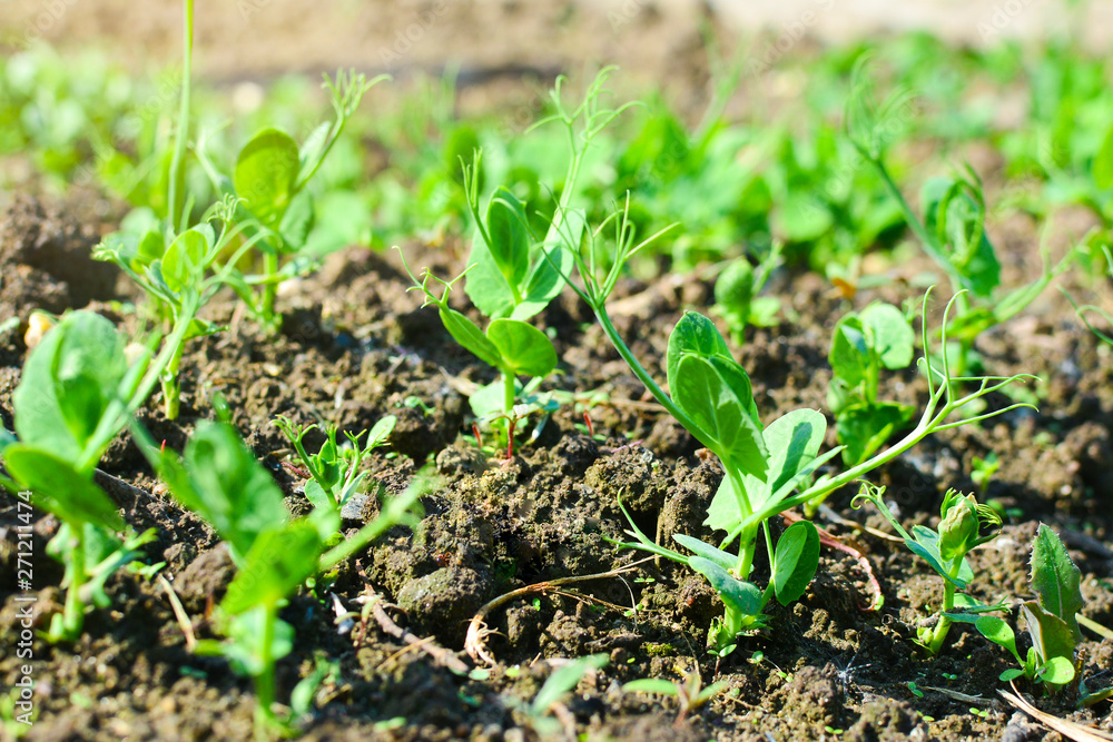 Soft focus. young pea sprouts on the garden Soft focus. young pea sprouts on the garden