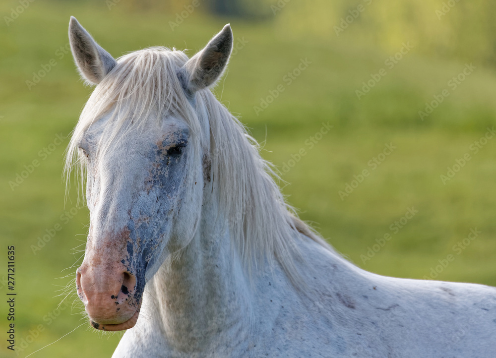 Cheval blanc Cheval blanc