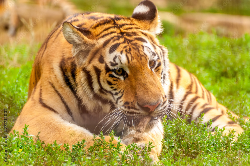 Portrait of an amur tiger in a zoo Portrait of an amur tiger in a zoo
