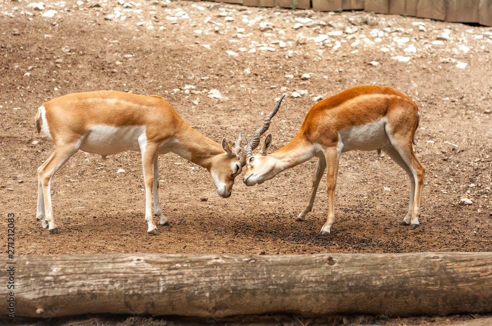 View on two male blackbuck antilope fighting View on two male blackbuck antilope fighting