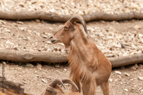 Wallpaper Mural Portrait of a barbary sheep in a zoo Torontodigital.ca