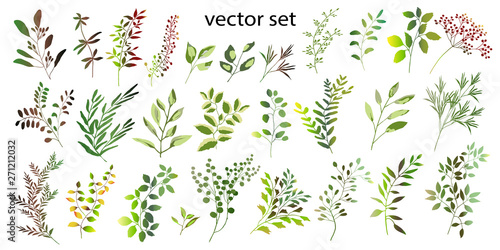 Vector illustration. Botanical collection. A set of wild and garden herbs. Leaves, branches and other natural elements.