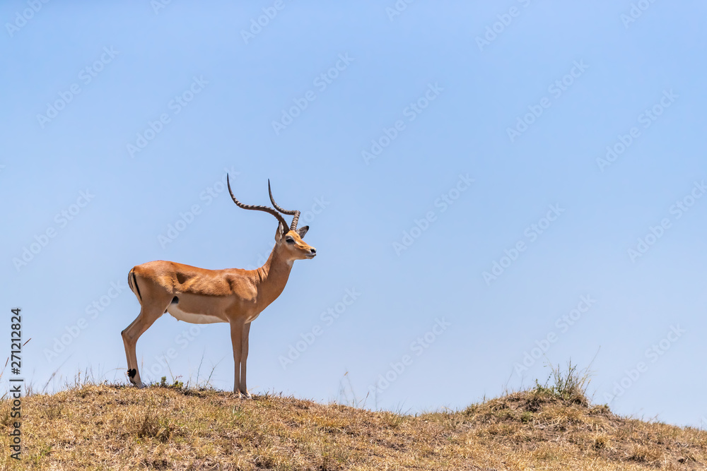 Male impala in the Masai Mara Male impala in the Masai Mara