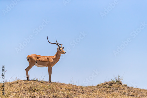 Male impala in the Masai Mara