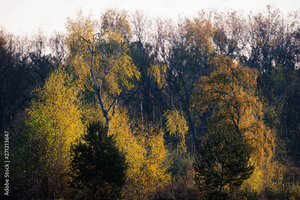 Birch tree in early spring in evening sunlight. Birch tree in early spring in evening sunlight.