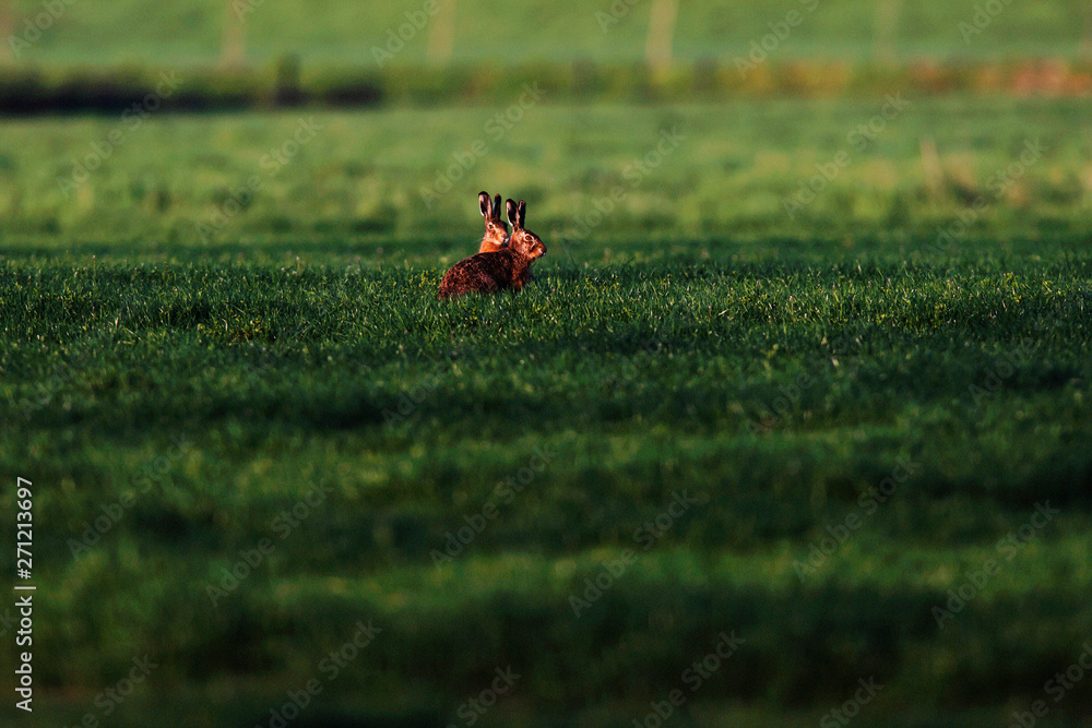 Two hare sitting together in meadow in evening sunlight.
