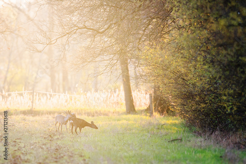 Three grazing roe deer in farmland in early spring in evening sunlight.