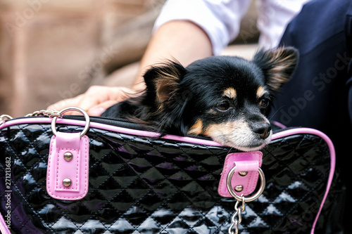 Little lovely dog in the black bag of traveller
