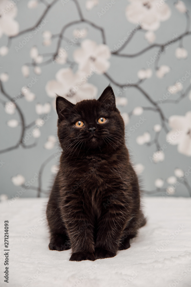 Fototapeta premium Beautiful British Shorthair kittens