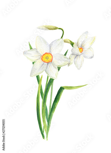 Fotografiet Watercolor narcissus flower