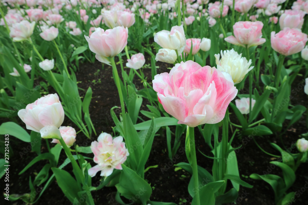 Fototapeta premium pink tulips in garden