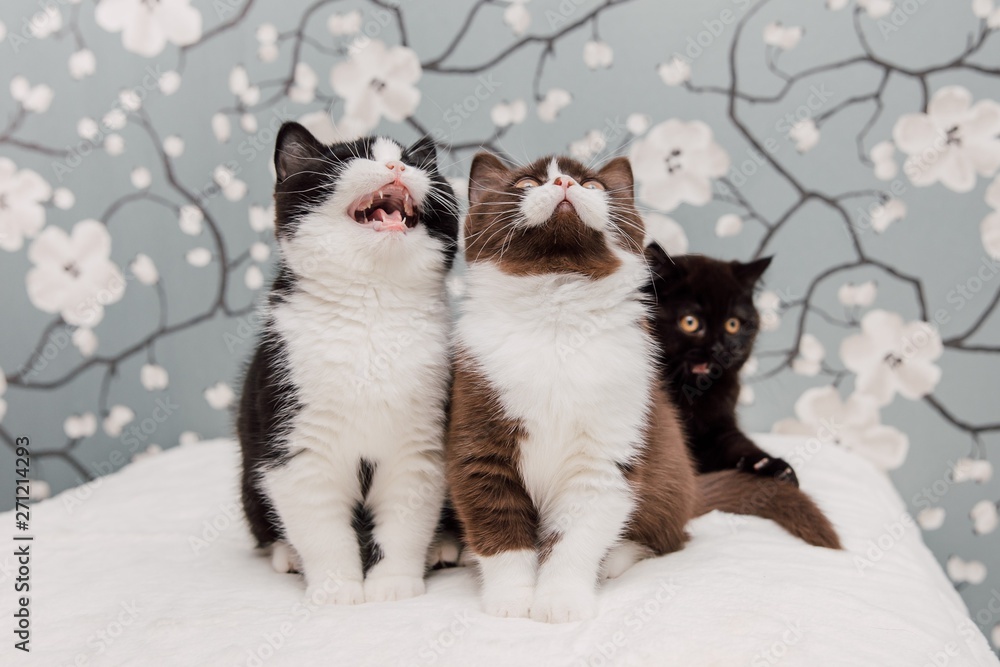 Beautiful British Shorthair kittens Beautiful British Shorthair kittens