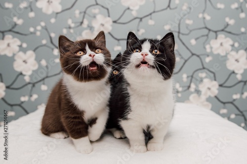 Beautiful British Shorthair kittens