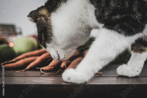 Cats and healthy colorful fruits