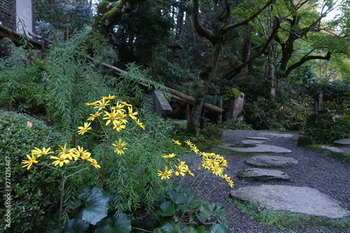 Fototapeta Naklejka Na Ścianę i Meble -  庭園の中に咲くツワブキの花と風景です