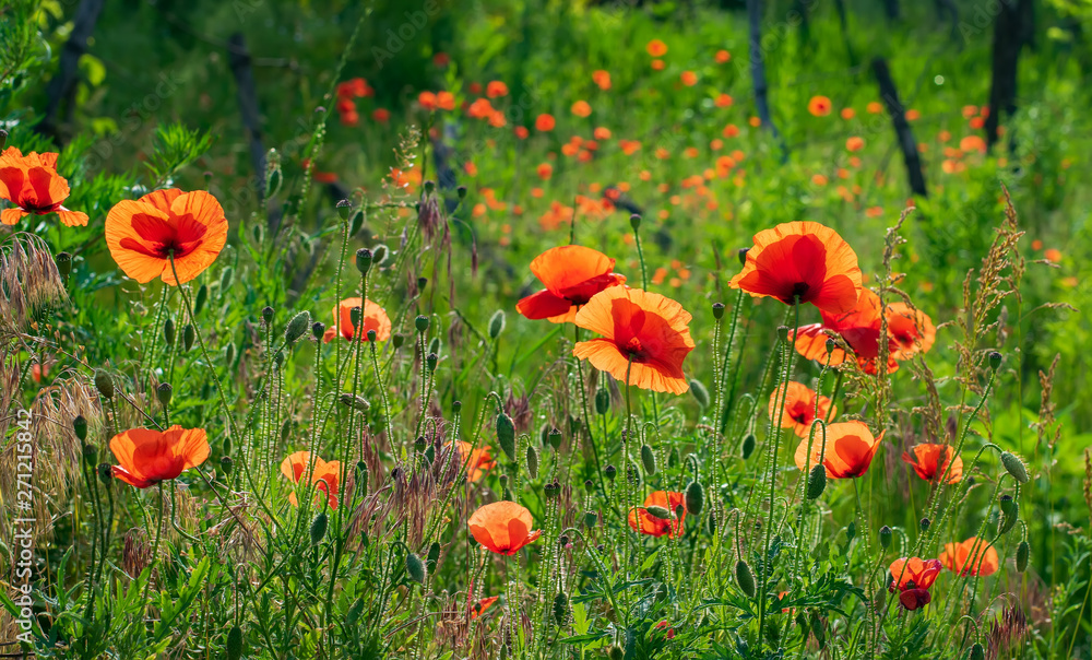 Fototapeta premium Red poppies in high green grass illuminated by morning sunlight