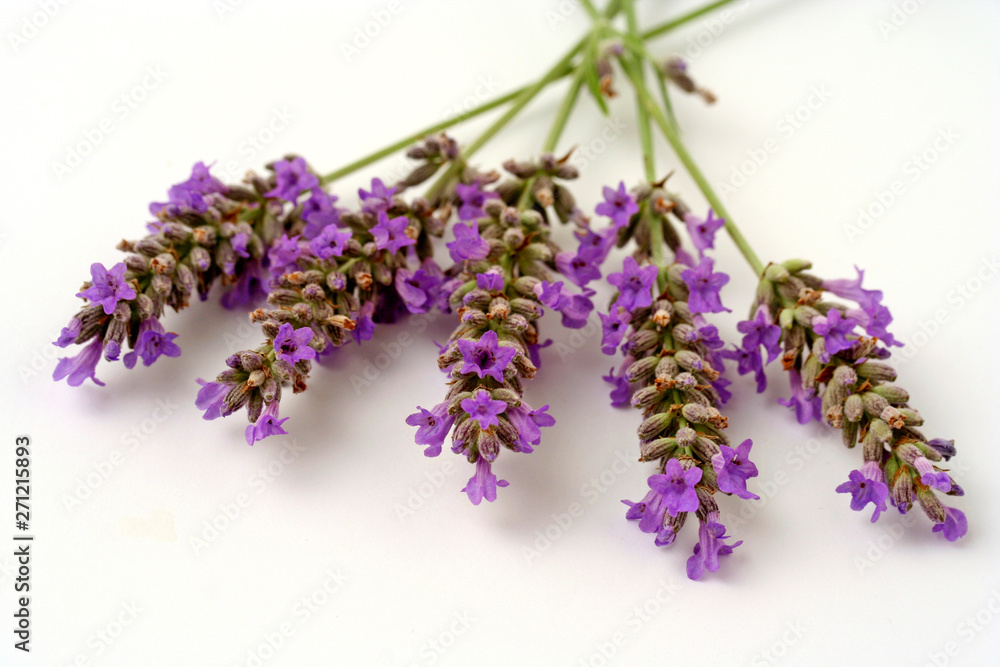 Lavender flowers. Lavandula officinalis.