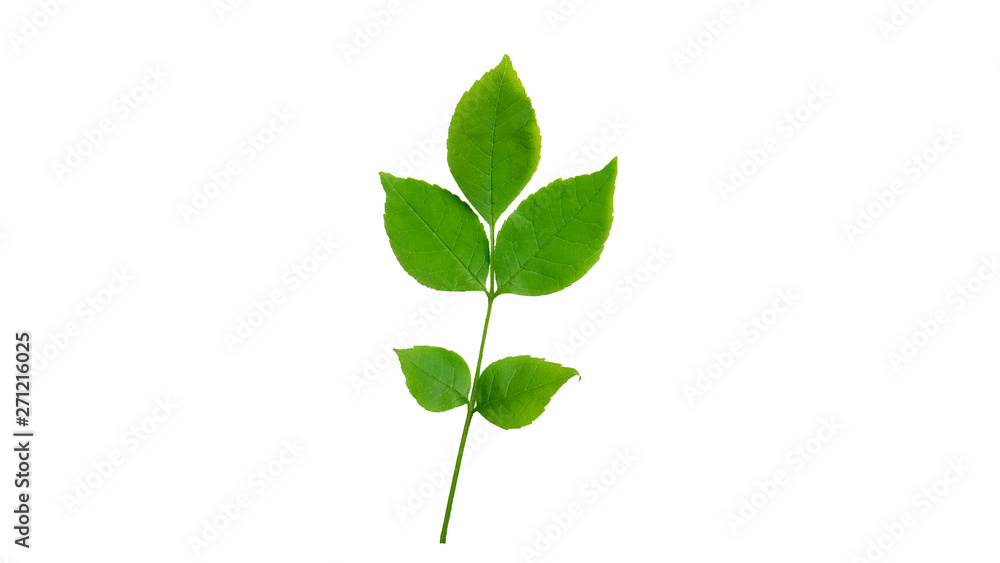 Green leaf isolated on white background Green leaf isolated on white background