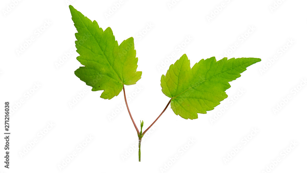 Green leaf isolated on white background Green leaf isolated on white background