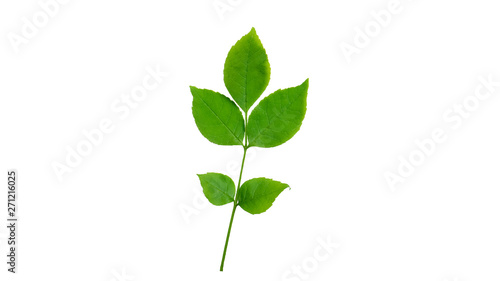 Green leaf isolated on white background © lenavisual