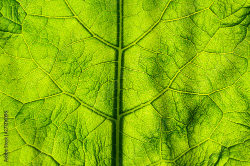 Abstract background green leaf closeup. Image for project and design. Green Texture Leaf. Nature Background.