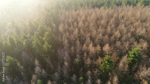 Aerial Shot Of Forest Treetops In Winter At Sunrise With Fog & Mist