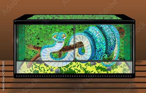 Vector illustration with blue viper in transparent glass horizontal terrarium