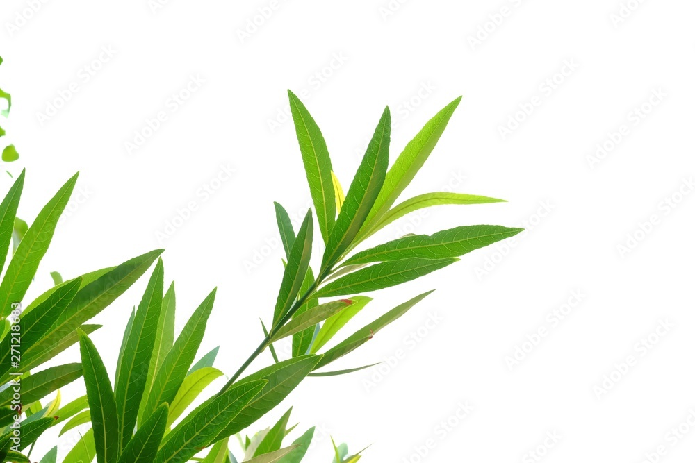 Tropical tree leaves on white isolated background for green foliage backdrop 