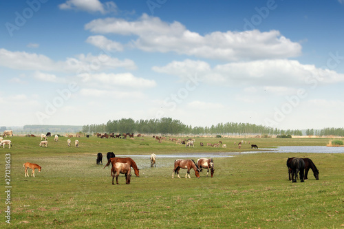 horses on the pasture countryside landscape