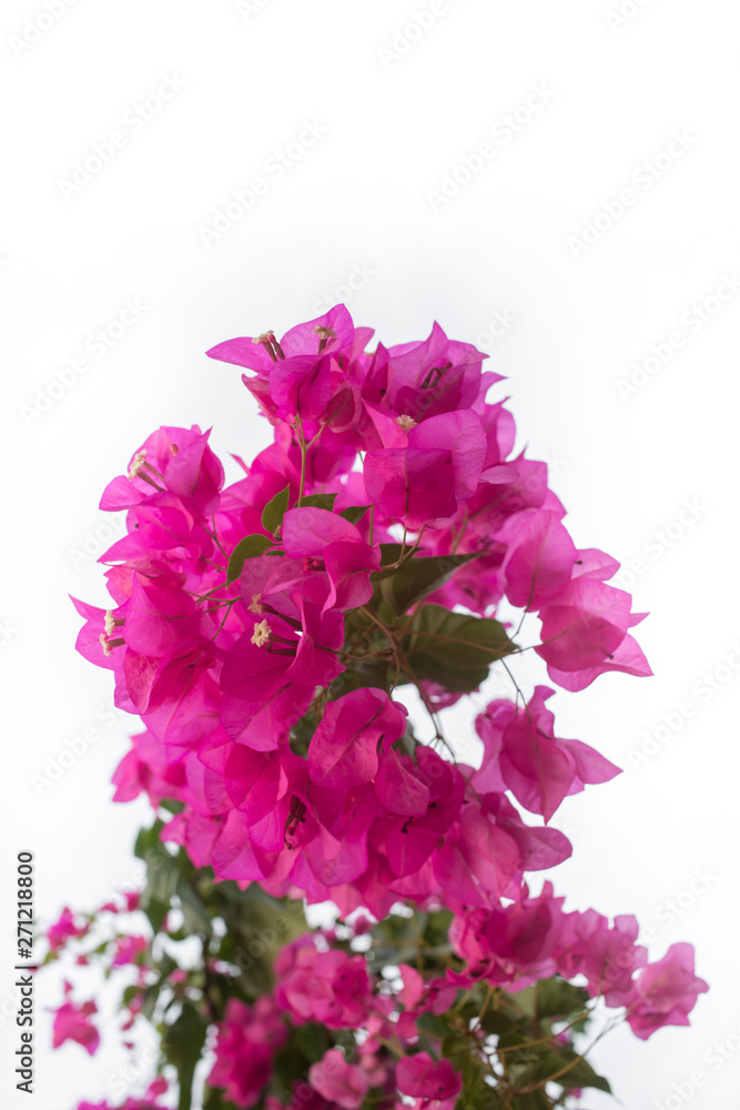 Pink bougainvillea flowers isolated
