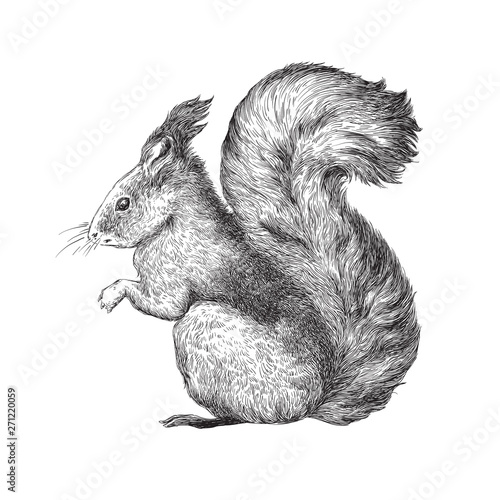 Squirrel Illustration