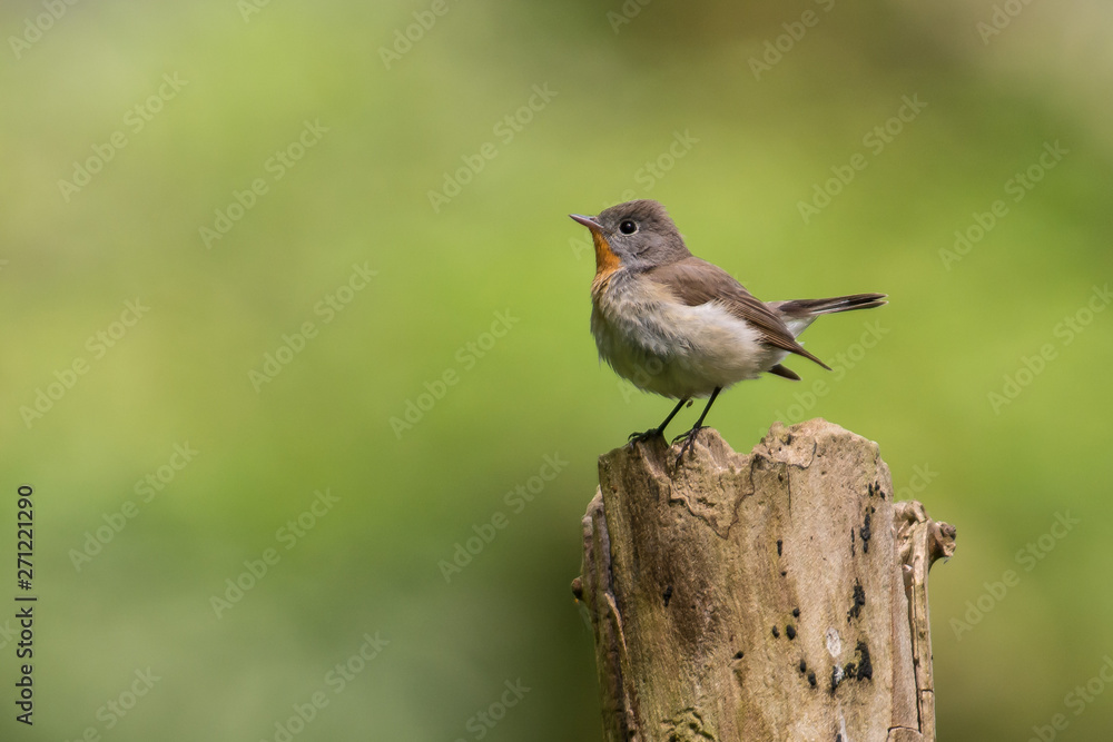 Red breasted flycatcher on a branch in the forest Red breasted flycatcher on a branch in the forest
