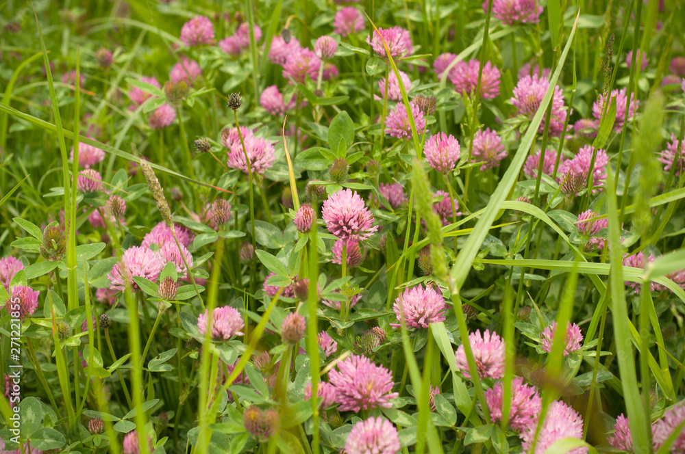 Trifolium pratense. Thickets of a blossoming clover Trifolium pratense. Thickets of a blossoming clover