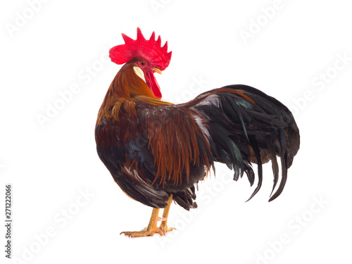 rooster  isolated on white