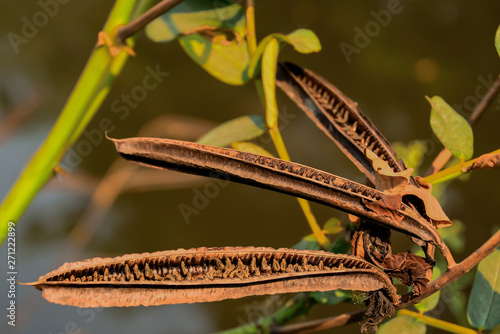 Pods with seeds of Candle Bush