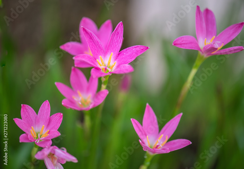 Pink flowers with water drops.