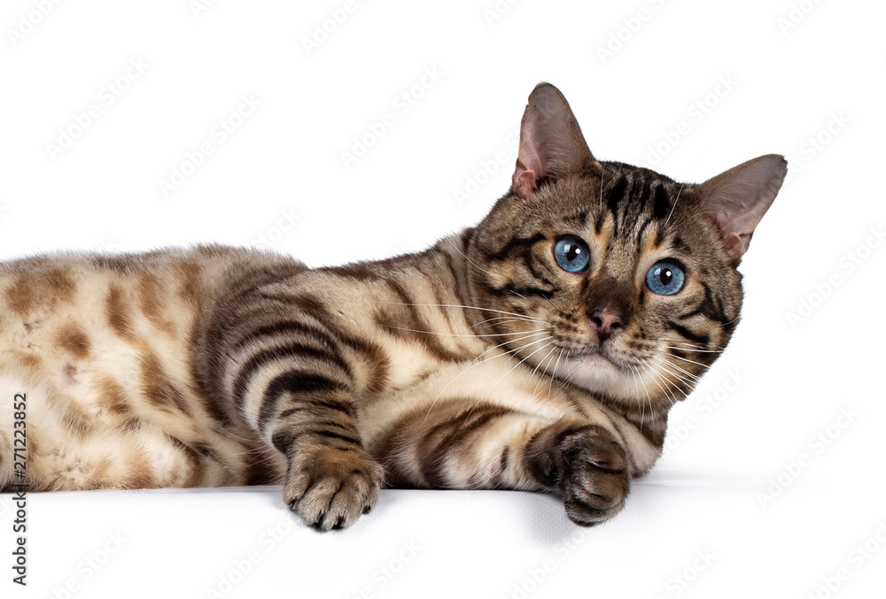 Head shot of gorgeous Snow Bengal, laying on it's side. Looking at camera with deep blue eyes. Isolated on white background.