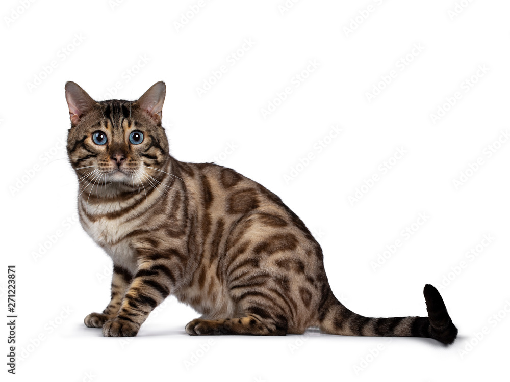 Gorgeous Snow Bengal, sitting side ways. Looking beside camera with deep blue eyes. Isolated on white background. Tail stretched behind body.