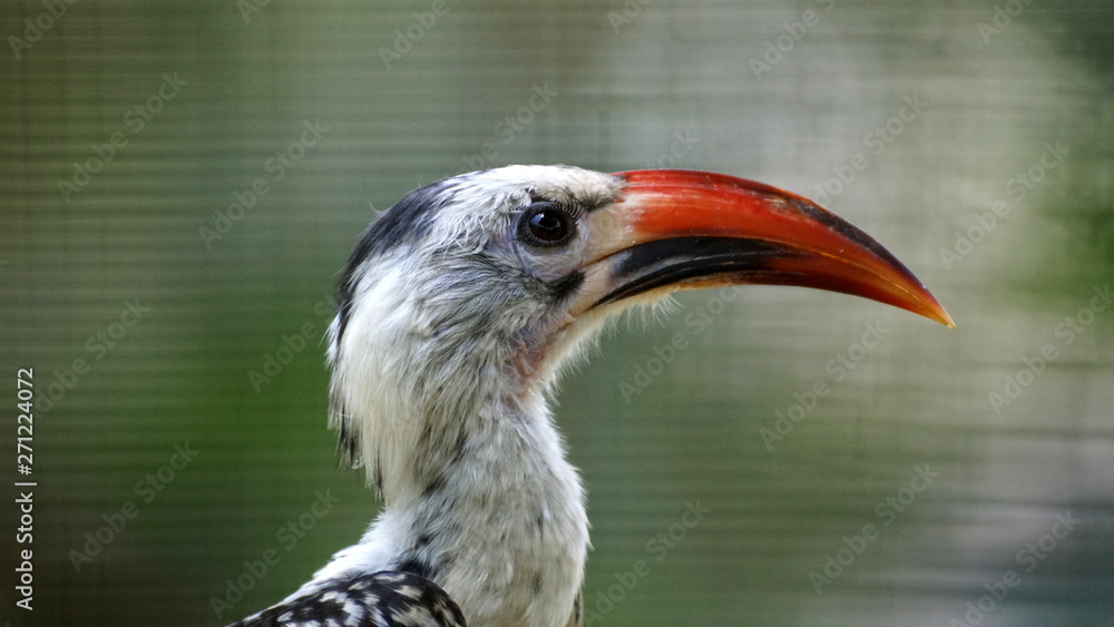 Obraz premium hornbill