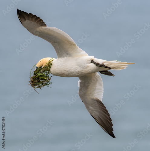 Gannet in Flight, With Nesting Material, Bempton Cliffs, Yorkshire, England photo