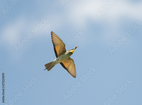 Gruccione - Merops apiaster