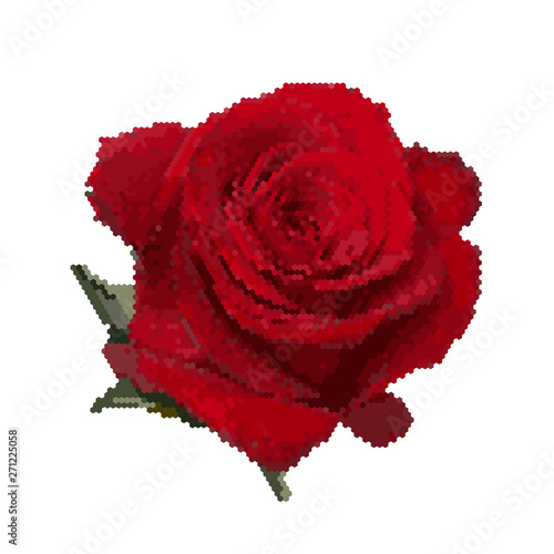 Rose flower. isolated on wh...