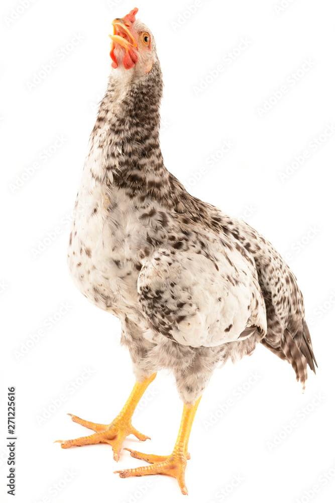 Fototapeta premium Chicken