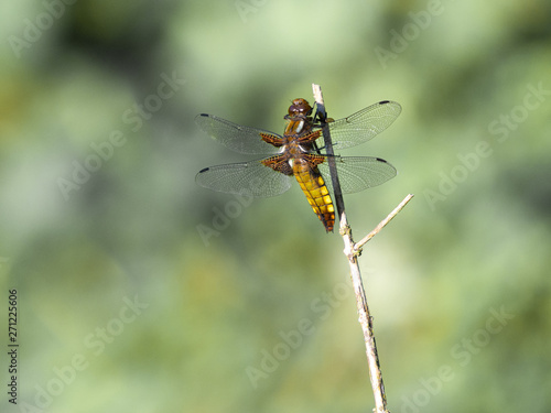 Dragonfly on branch