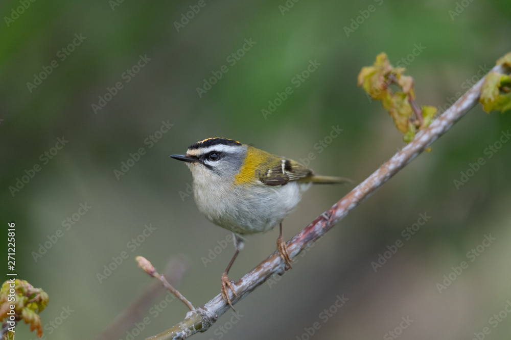 Sommergoldhähnchen Sommergoldhähnchen
