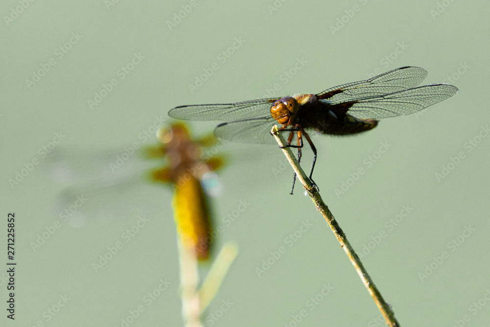 Dragonfly on branch