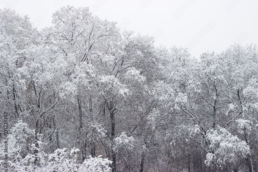 Treetops covered with snow; winter background
