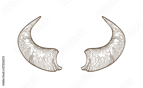 Realistic drawing of horns of cow, bull, bison, buffalo or other bovine animal hand drawn with contour lines on white background