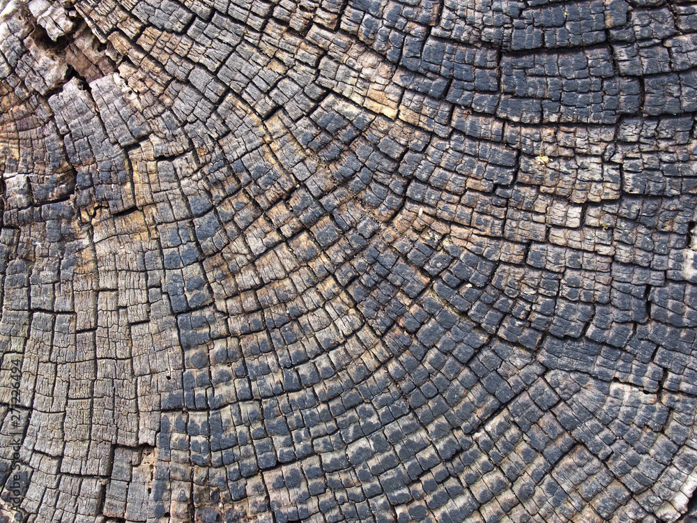 Fototapeta premium old cracked timber surface with tree rings and lines in a geometric concentric pattern