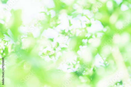 Blurred green bokeh nature background